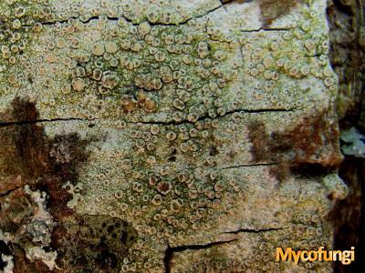 Vouauxiella lichenicola (licheen parasiet)