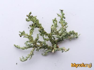 Broccoli korrelloof (licheen)