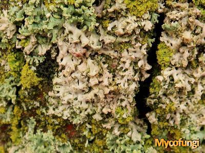 Laetisaria lichenicola (licheen parasiet)