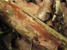 Paarse wasporia (buisjeshoutzwam)
