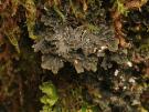 Pseudocyphellaria intricata (licheen)