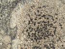 Gebarsten granietkorst (licheen)