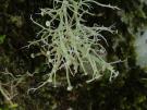 Ramalina subgeniculata (licheen)