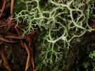 Cladonia macaronesica (licheen)