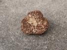 Bleke truffel (ascomyceet)