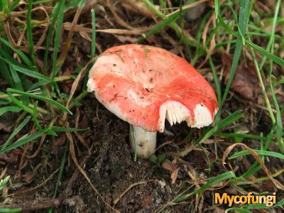 Geelvlekkende russula (plaatjeszwam)