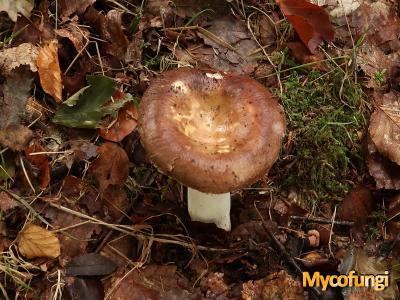 Glanzende russula (plaatjeszwam)