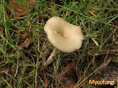 Clitocybe subspadicea (plaatjeszwam)