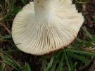 Geelvlekkende russula (plaatjeszwam)